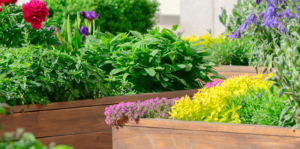 Living-color-garden-center-Florida-Try-These-3-Combo-Designs-for-Raised-Beds--raised garden with flowers and herbs