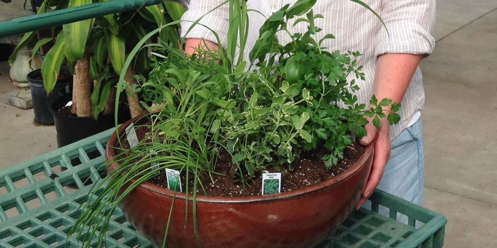 Living color garden center-Fort Lauderdale-How to Plant an Herb Wheel Garden-diy herb wheel garden
