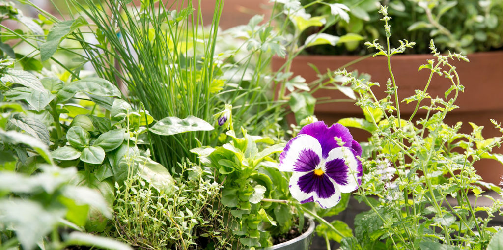 Living color garden center-Fort Lauderdale-How to Plant an Herb Wheel Garden-herb wheel planter