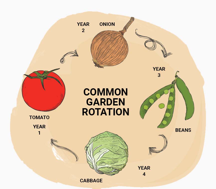 Living color garden center-Fort Lauderdale-Why Crop Rotation is Important-COMMON GARDEN ROTATION