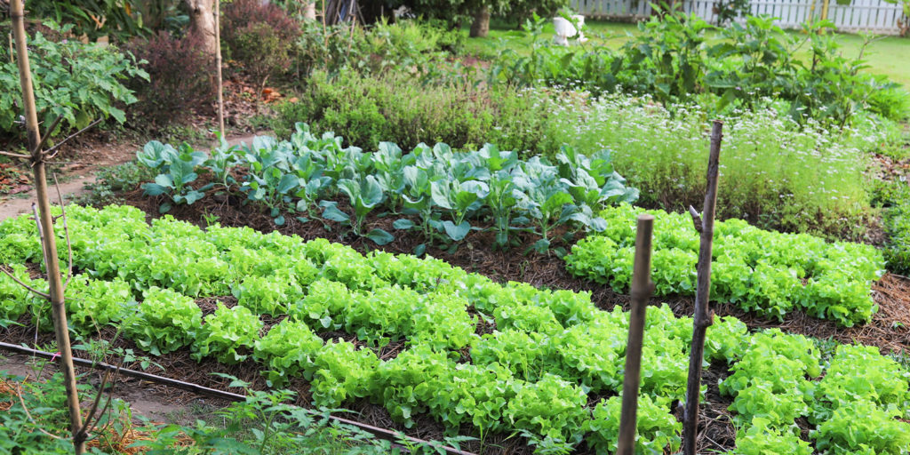 Living color garden center-Fort Lauderdale-Why Crop Rotation is Important-backyard vegetable garden