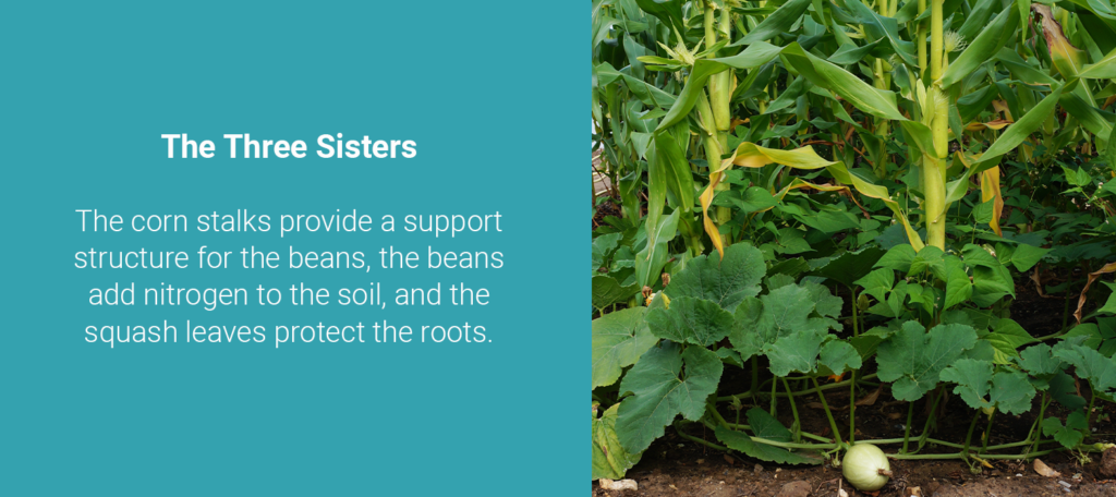 The corn stalks provide a support structure for the beans, the beans add nitrogen to the soil, and the squash leaves protect the roots_
