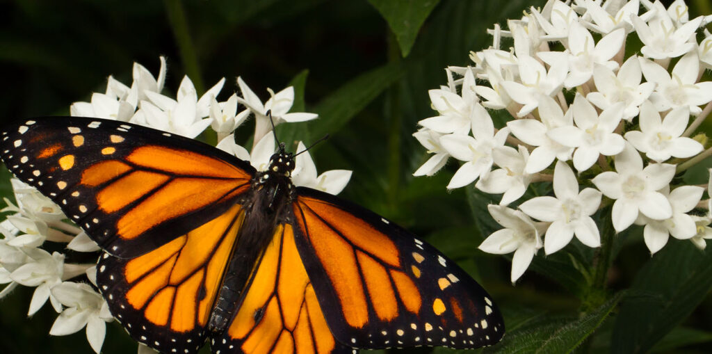 Living color garden center-Florida-Butterfly-Friendly Shrubs for Southern Florida-pentas shrub