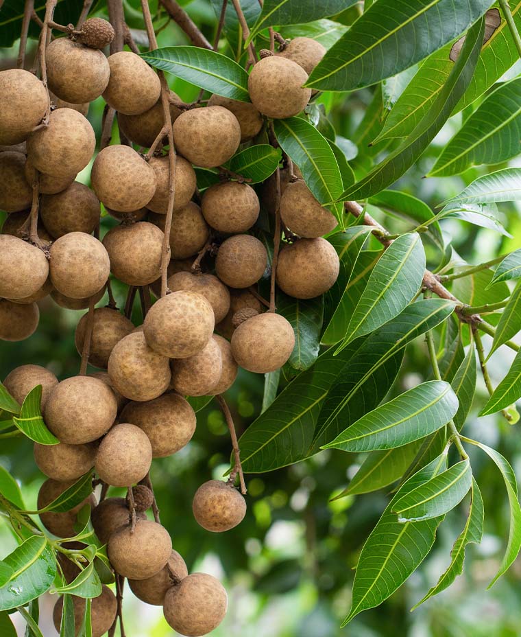 10 FastGrowing Fruit Trees Living Color Garden Center