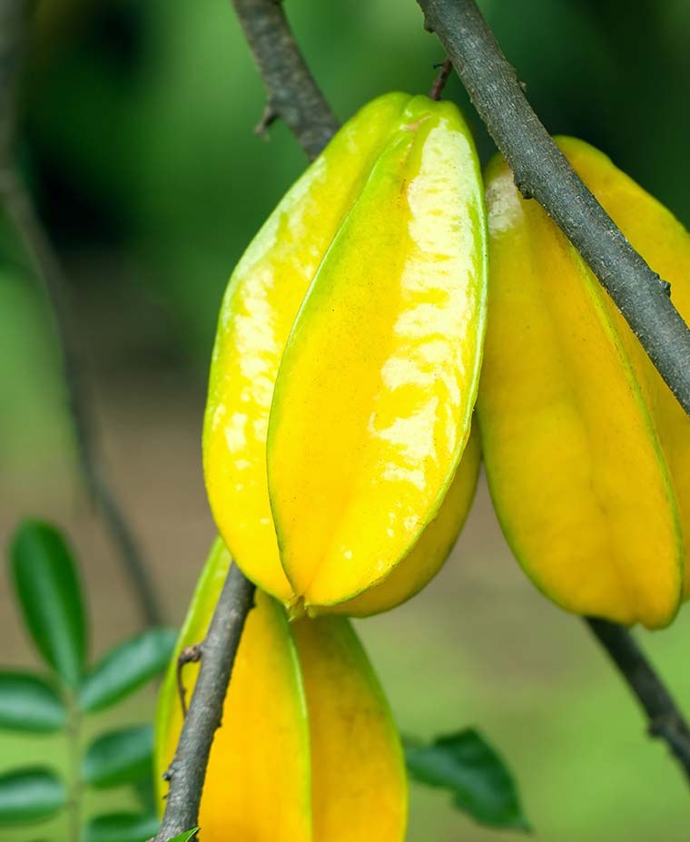 10 Fast-growing Fruit Trees 