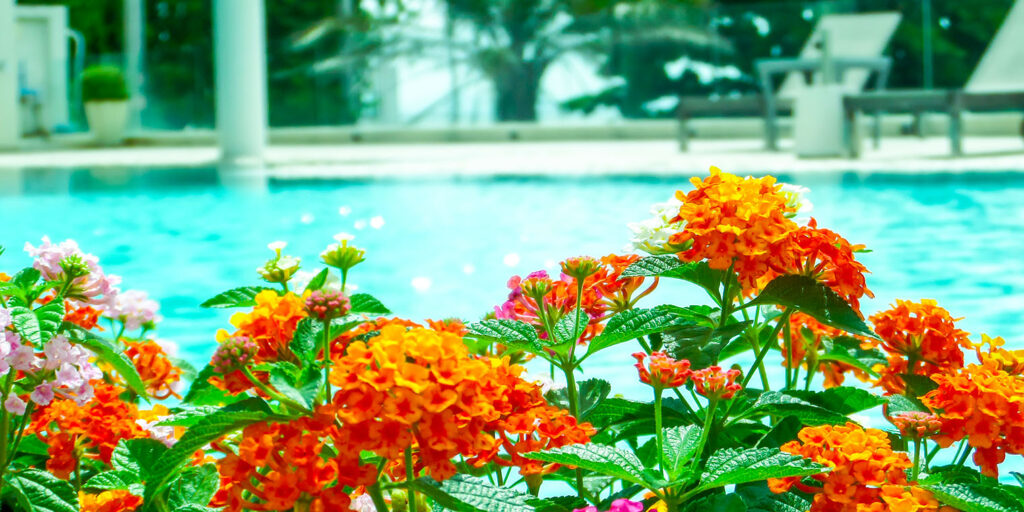 Living color garden center-Florida-Plants to Enjoy by The Water-lantana