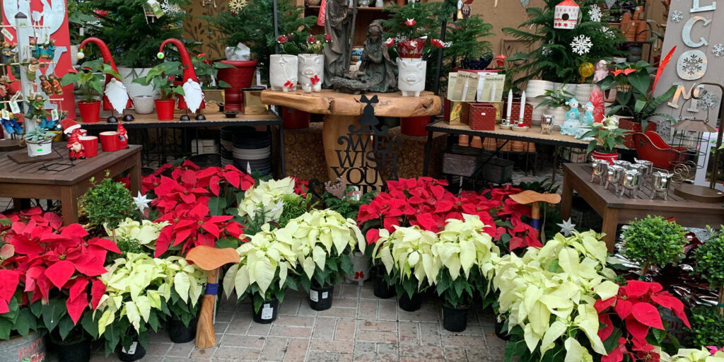 Living color garden center-Florida-Bring the Holiday Spirit to Your Fort Lauderdale Garden-poinsettia display