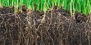 Living color garden center-Florida-Diagnosing Problems in Your Garden Soil-roots of grass