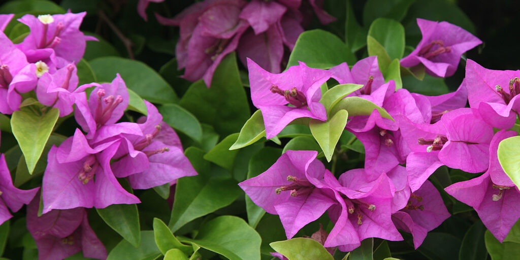 Living color garden center-Florida-Flowers and Shrubs for Winter in Southern Florida-Bougainvillea