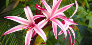 Living color garden center-Florida-Flowers and Shrubs for Winter in Southern Florida-Crinum Lilies
