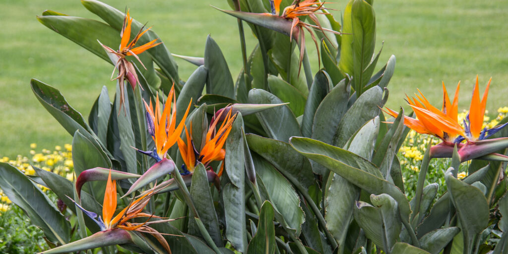 Living color garden center-Florida-Flowers and Shrubs for Winter in Southern Florida-bird of paradise