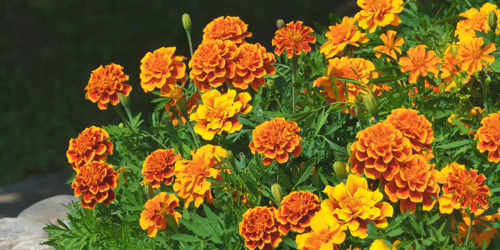 Living color garden center-Florida-Flowers and Shrubs for Winter in Southern Florida-marigolds
