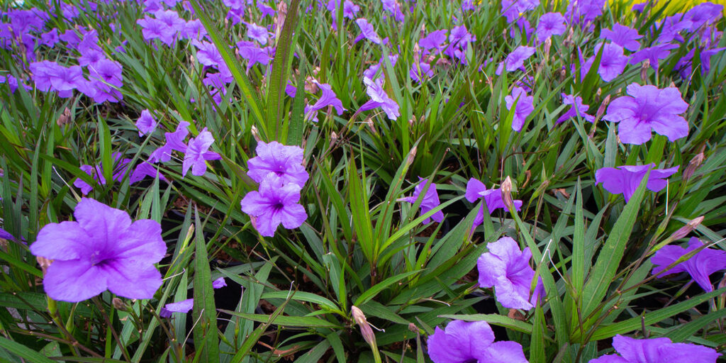 Living color garden center-Florida-Flowers and Shrubs for Winter in Southern Florida-wild petunias