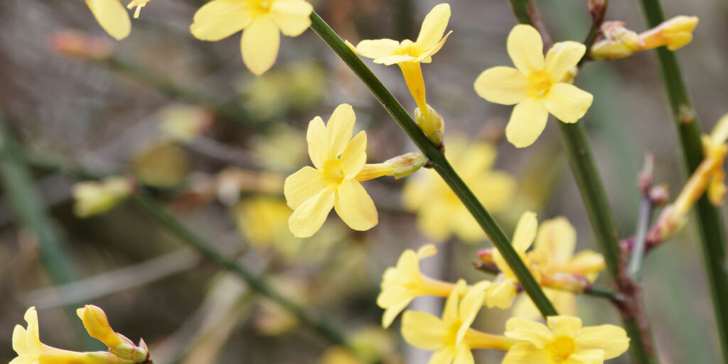 Living color garden center-Florida-Flowers and Shrubs for Winter in Southern Florida-winter jasmine