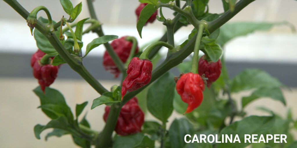 Living Color Garden Center-Florida-8 Great Peppers to Plant-carolina reaper pepper