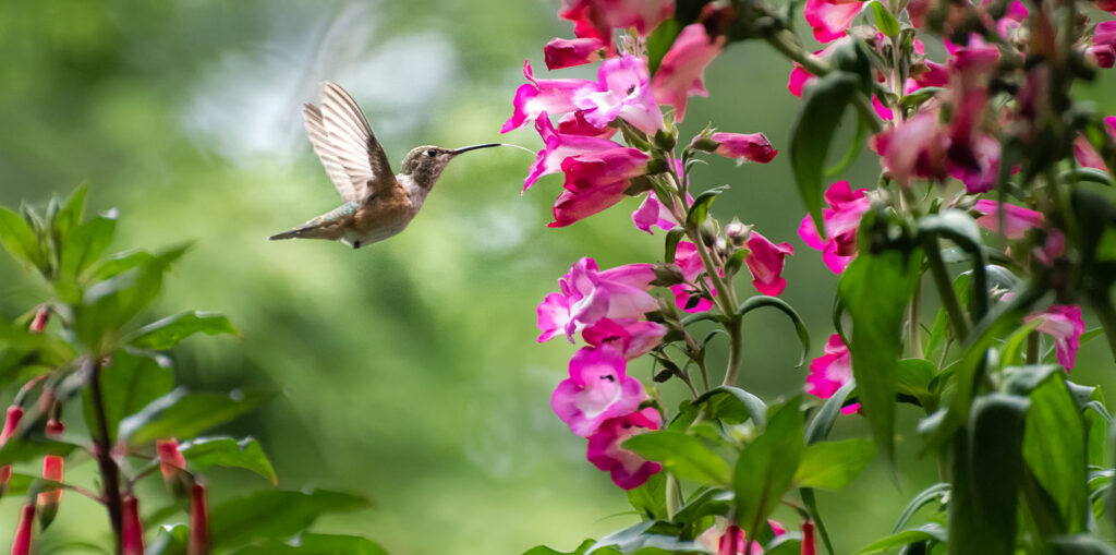 Living Color Garden Center-Florida-Gifts for Hummingbird Lovers-hummingbird on pink flower