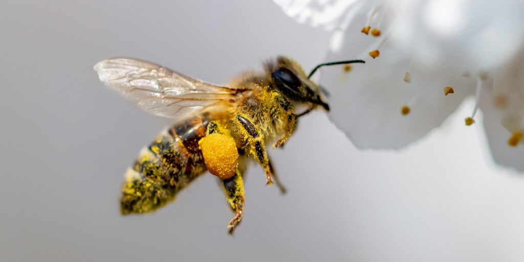 Living Color Garden Center-Florida-Decorating Your Garden for Pollinators--bee with pollen on leg