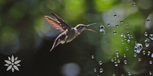 Living Color Garden Center-Florida-Decorating Your Garden for Pollinators-hummingbird drink water