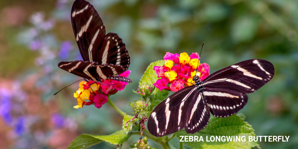 Living Color Garden Center-Florida-Decorating Your Garden for Pollinators-zebra longwing butterfly