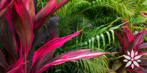 Living Color Garden Center-Florida-Planting for Year-Round Color-cordyline plant