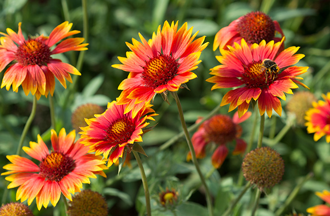 Living Color Garden Center-Florida-Small Plants that Can Handle Salt and Wind-blanketflower