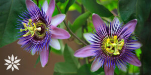 Living Color Garden Center-Florida-Vines for Color in Your Garden-passiflora