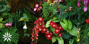 Living Color Garden Center-Florida-Tips for Creating a Lush Tropical Garden-colorful flowers in garden