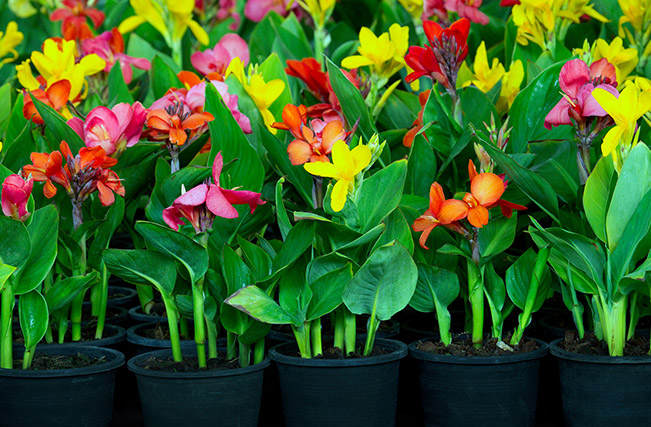 Living Color Garden Center-Fort-Lauderdale-Florida-cool and warm season annuals-canna lily