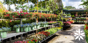 Living Color Garden Center-Fort-Lauderdale-Florida-cool and warm season annuals-greenhouse flowers