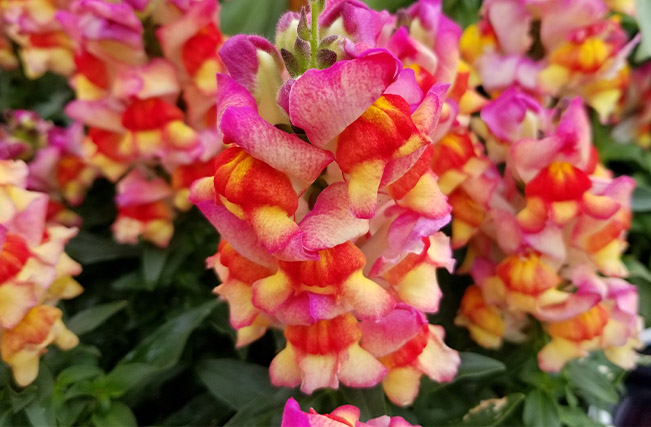 Living Color Garden Center-Fort-Lauderdale-Florida-cool and warm season annuals-snapdragons