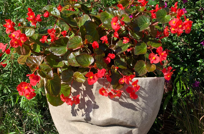 Living Color Garden Center-Fort-Lauderdale-Florida-cool and warm season annuals-wax begonia
