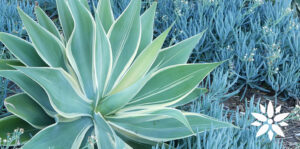Living Color Garden Center-Fort-Lauderdale-Florida-Succulents for South Florida-agave in succulents