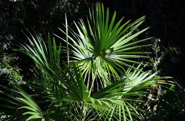 Living Color Garden Center-Florida-Thatch palm garden