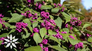 Living Color Garden Center-Florida-beautyberry shrub