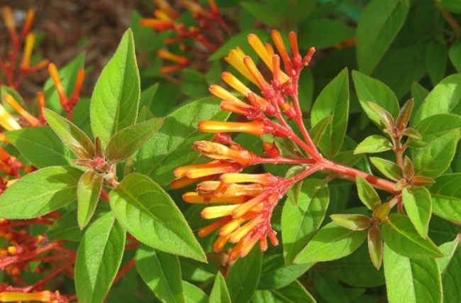 Living Color Garden Center-Florida-firebush plant