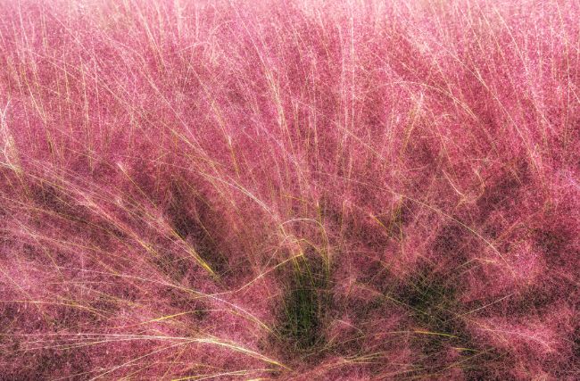 Living Color Garden Center-Florida-pink muhly grass plant