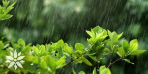 Living Color Garden Center-Florida-rain on tree leaves
