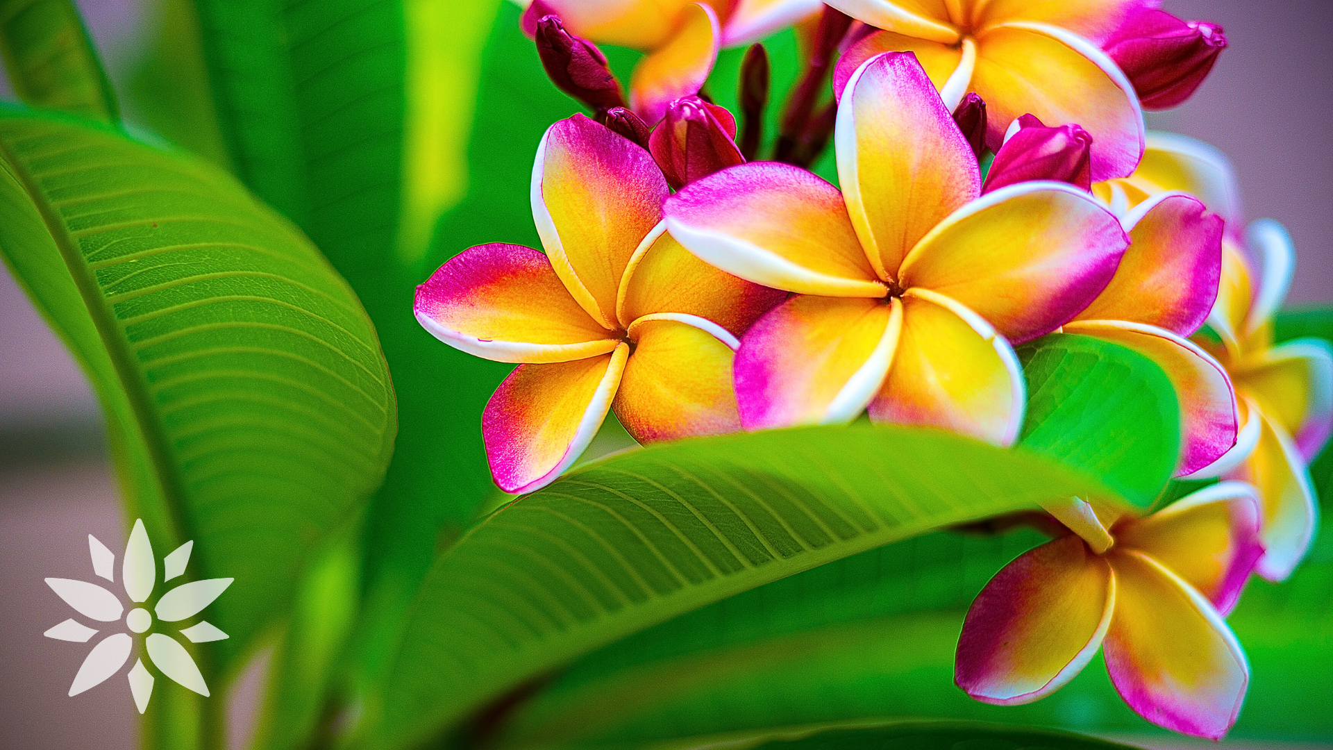 14 Stunning Tropical Flowers to Grow Inside or Outside