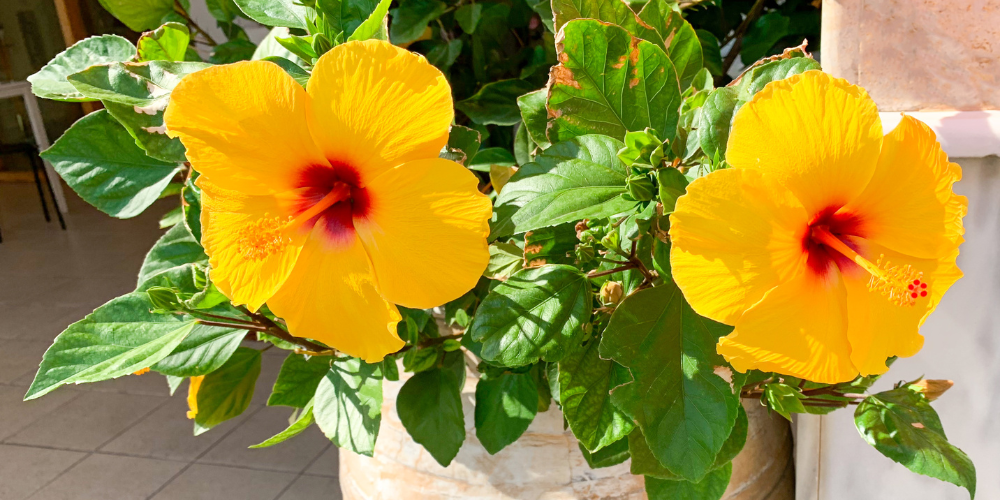 Living Color Garden Center-Fort Lauderdale-Florida-Balcony Gardening-hibiscus in pot
