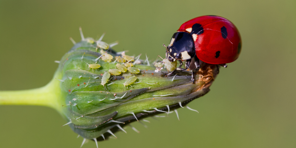 Living Color Garden Center-Fort Lauderdale-Florida-Bugs in the Garden-ladybug on flower

