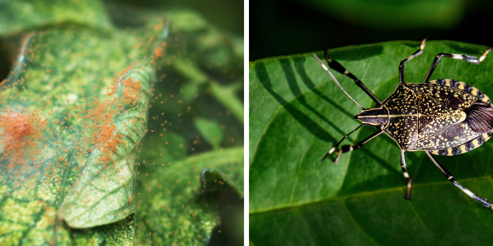 Living Color Garden Center-Fort Lauderdale-Florida-Bugs in the Garden-spider mites-stink bug in garden