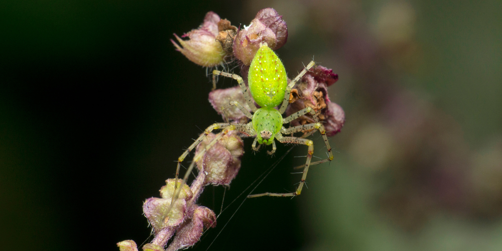 Living Color Garden Center-Fort Lauderdale-Florida-Bugs in the Garden-green lynx spider
