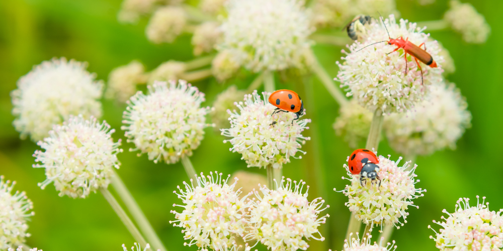 Living Color Garden Center-Fort Lauderdale-Florida-Bugs in the Garden-ladybugs on flowers