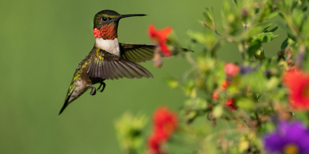 Living Color Garden Center-Fort Lauderdale-Florida-Hummingbird Gardens-ruby-throated hummingbird hovering over red flower
