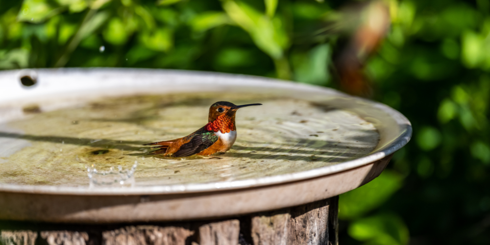 Living Color Garden Center-Fort Lauderdale-Florida-Hummingbird Gardens-hummingbird bathing in shallow tray of water