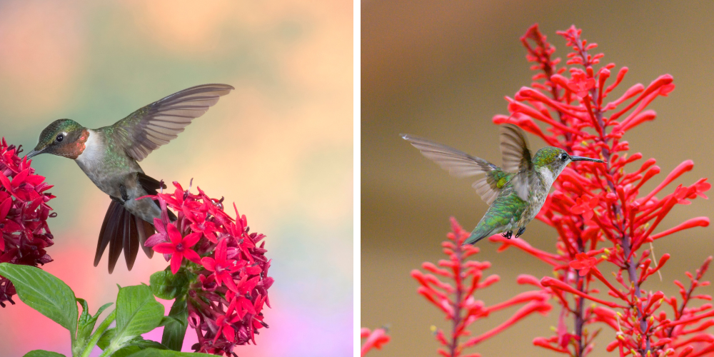 Living Color Garden Center-Fort Lauderdale-Florida-Hummingbird Gardens-hummingbirds hovering at red flowers