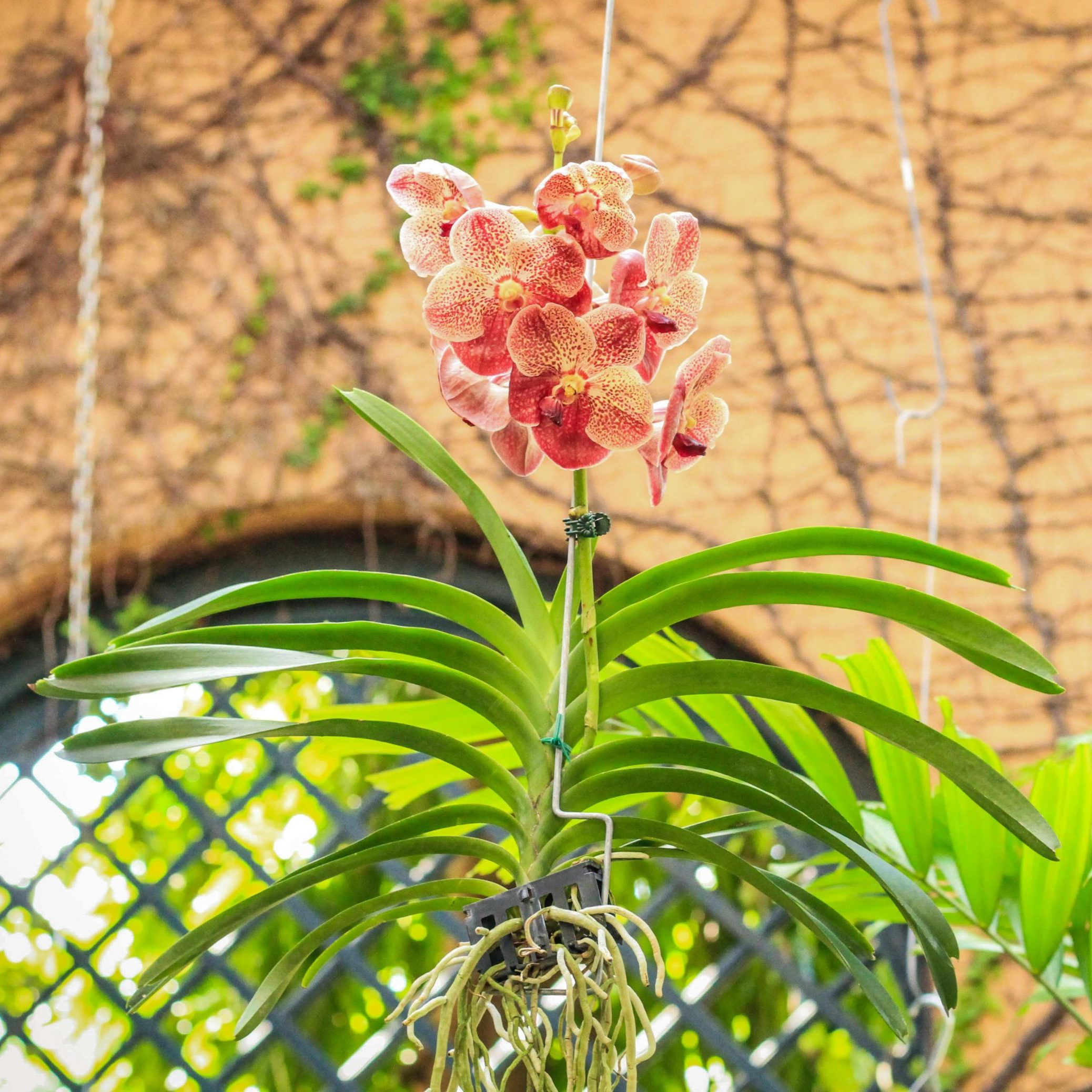 vanda orchid